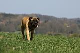 BULLMASTIFF 409